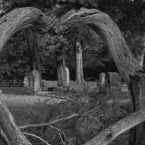 Heart-shaped tree trunk frames a cemetery in black and white.
